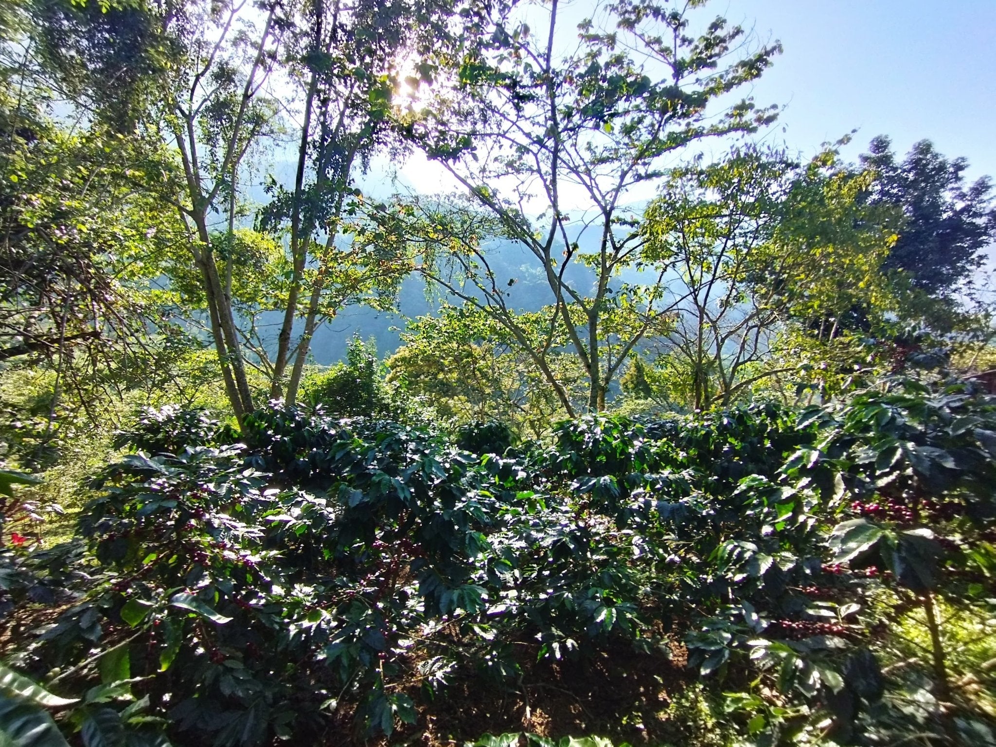 Café Metzli - Finca Yautla - Puebla, México (Medium Roast) - Image 4