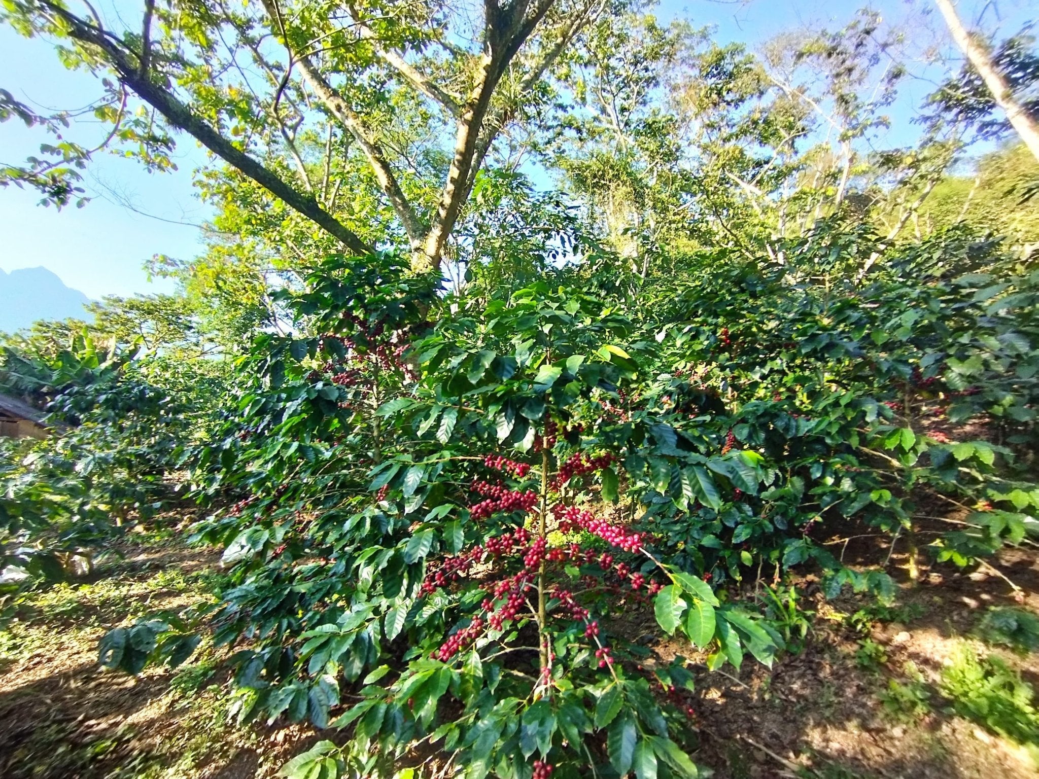Café Metzli - Finca Yautla - Puebla, México (Medium Roast) - Image 5