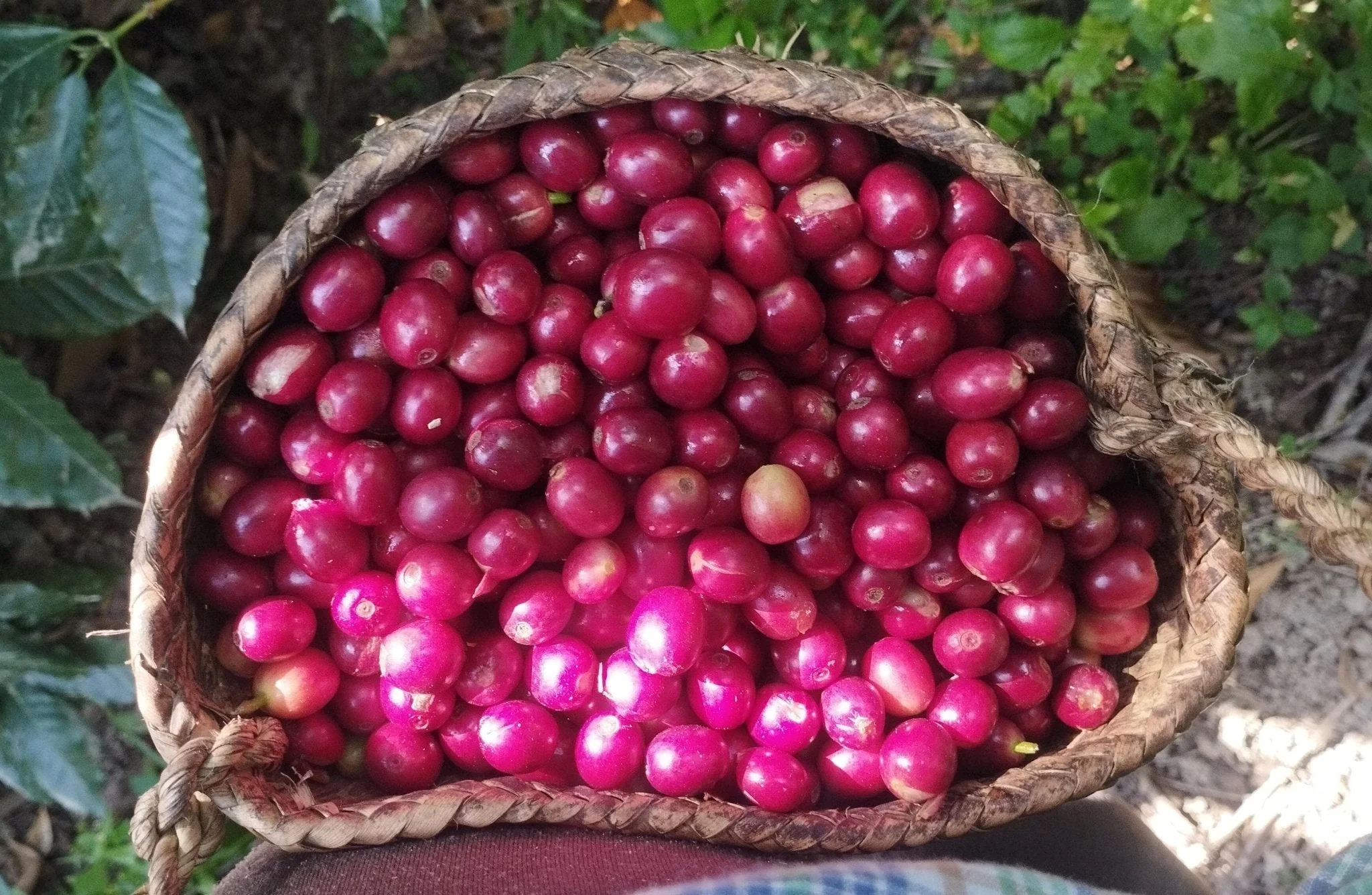 Café Metzli - Finca Yautla - Puebla, México (Medium Roast) - Image 6