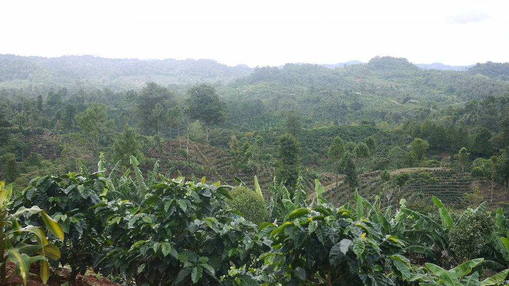Nossa Familia Coffee - Nicaragua - Finca San Jose de las Nubes - Washed Process - Image 11